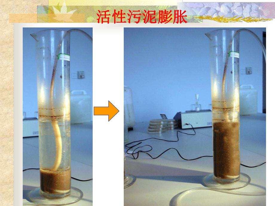 活性污泥丝状膨胀方案.ppt_第2页