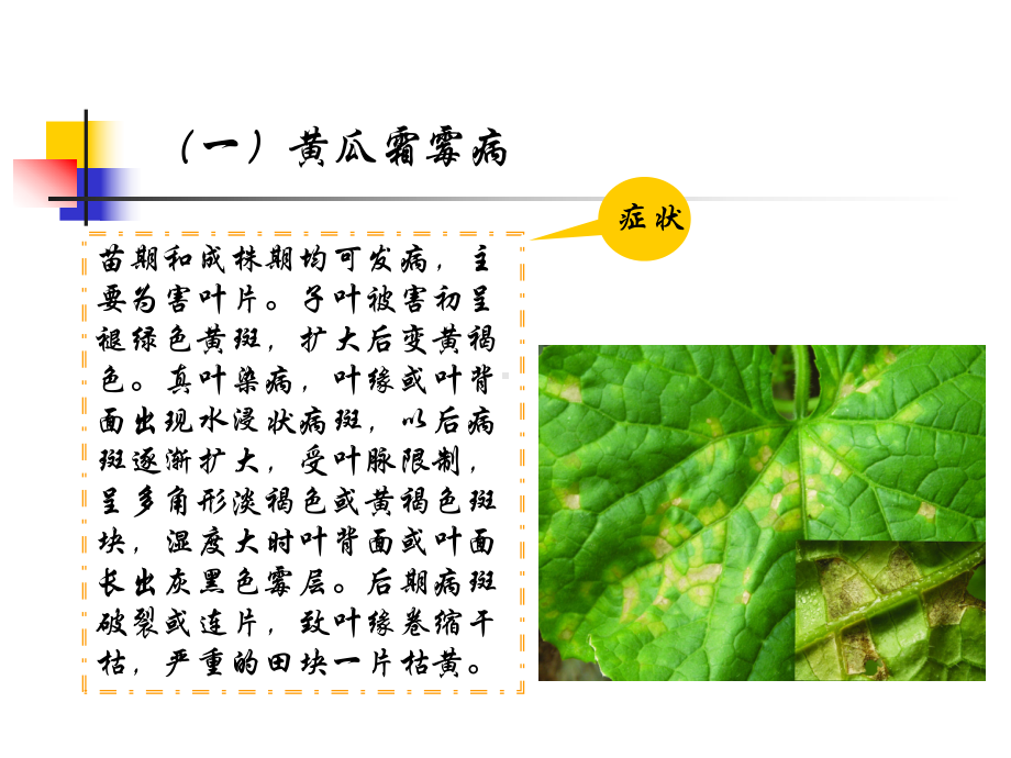 瓜类蔬菜主要病虫害及防治课件.ppt_第3页
