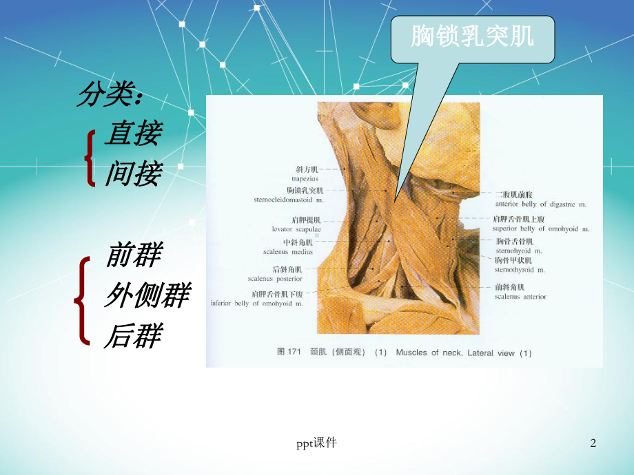 脊柱系统的肌肉-课件.ppt_第2页