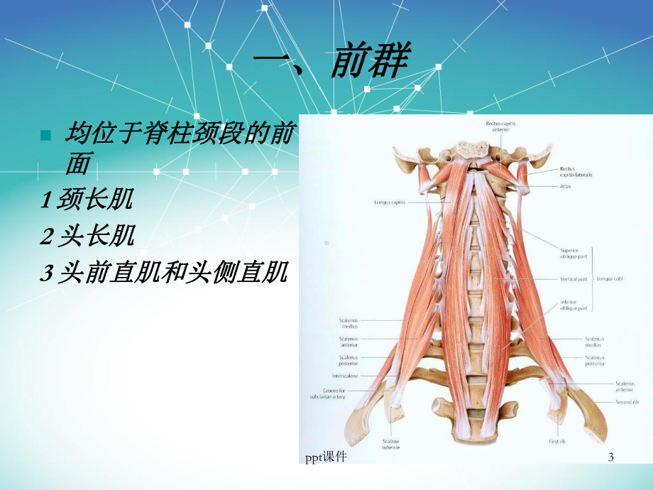 脊柱系统的肌肉-课件.ppt_第3页