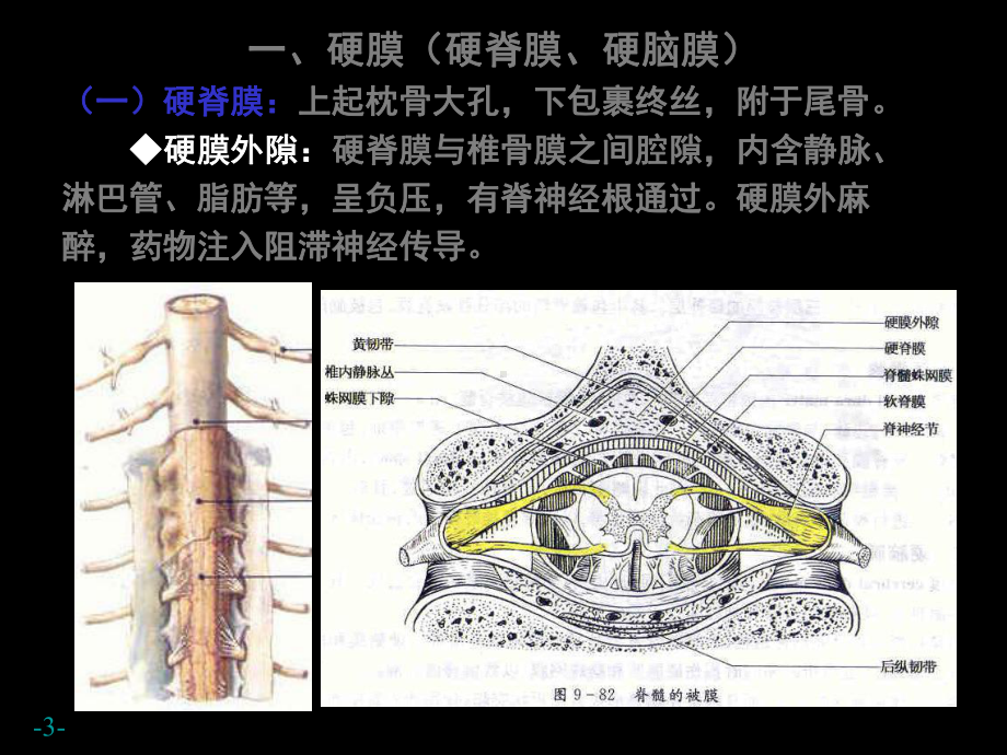 脑和脊髓的被膜、血管及脑脊液循环PP课件.ppt_第3页