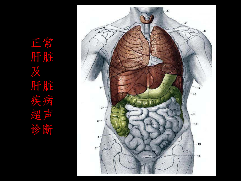 肝脏超声诊断课件(同名767).ppt_第1页