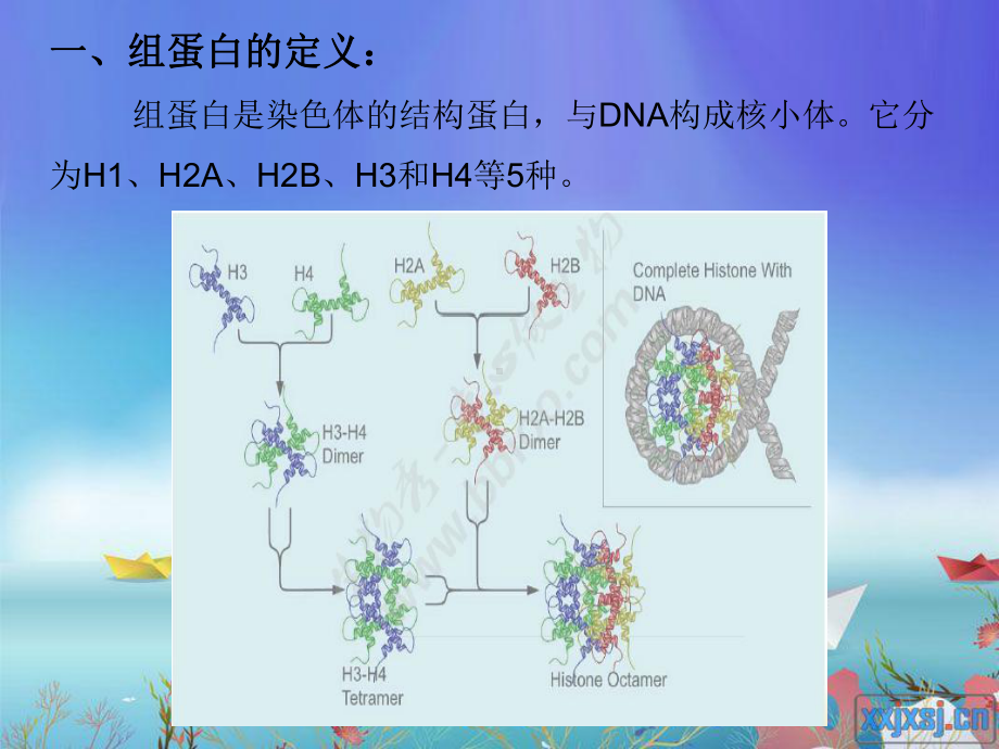 组蛋白的修饰作用课件.ppt_第2页