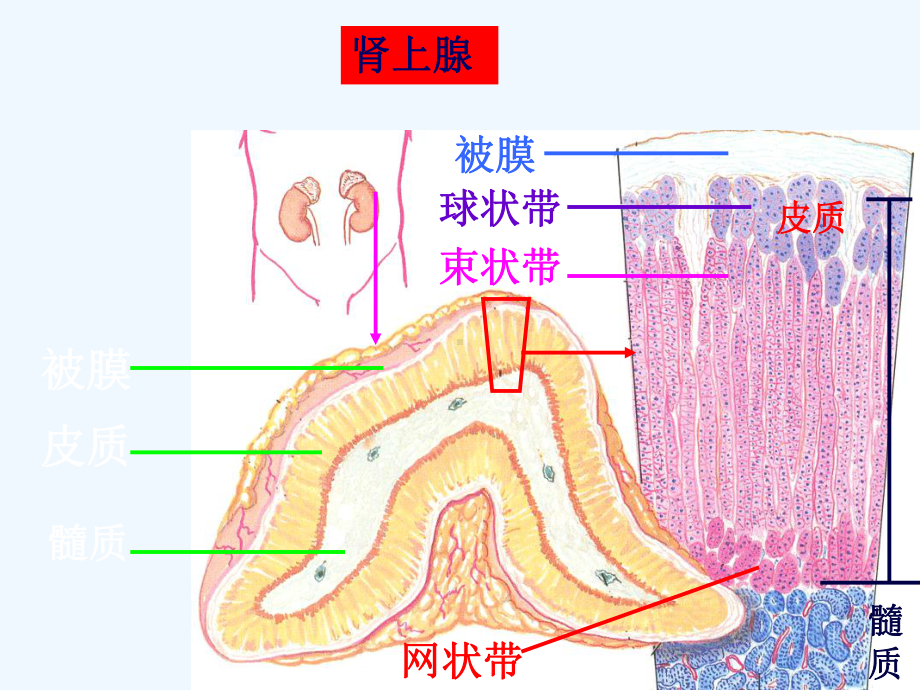 糖皮质激素使用课件.ppt_第3页