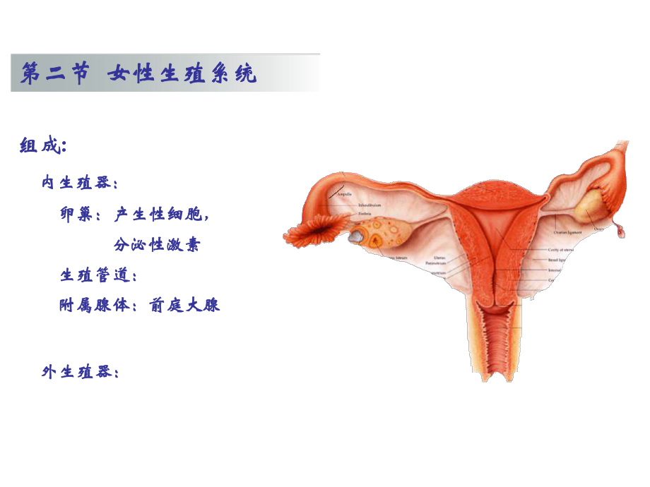 系统解剖学-女性生殖系统课件.ppt_第1页