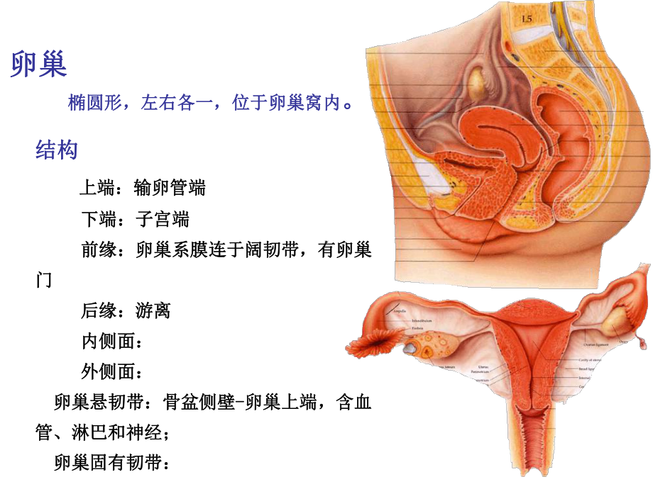 系统解剖学-女性生殖系统课件.ppt_第2页