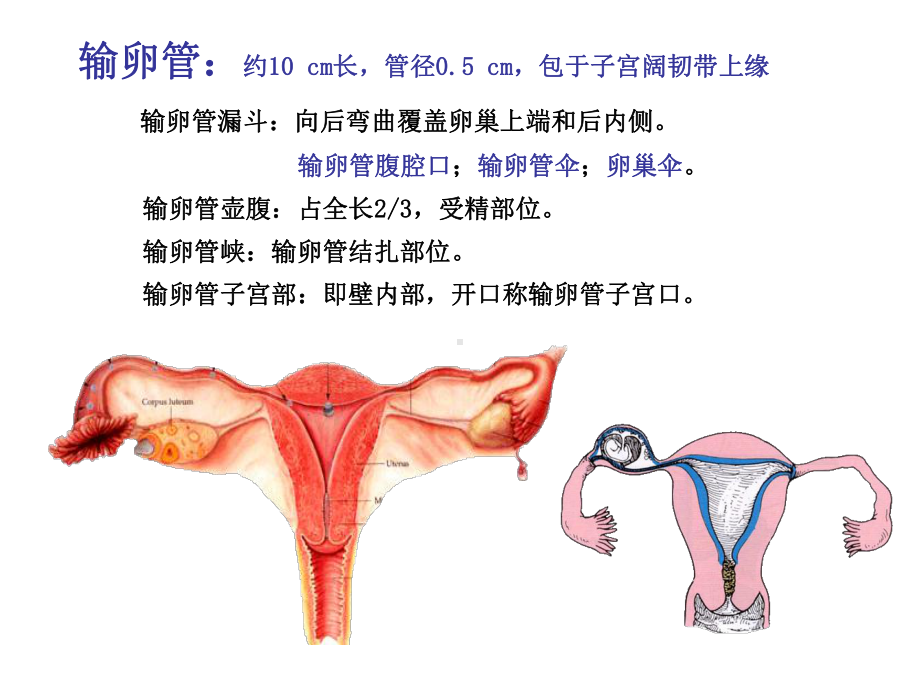 系统解剖学-女性生殖系统课件.ppt_第3页