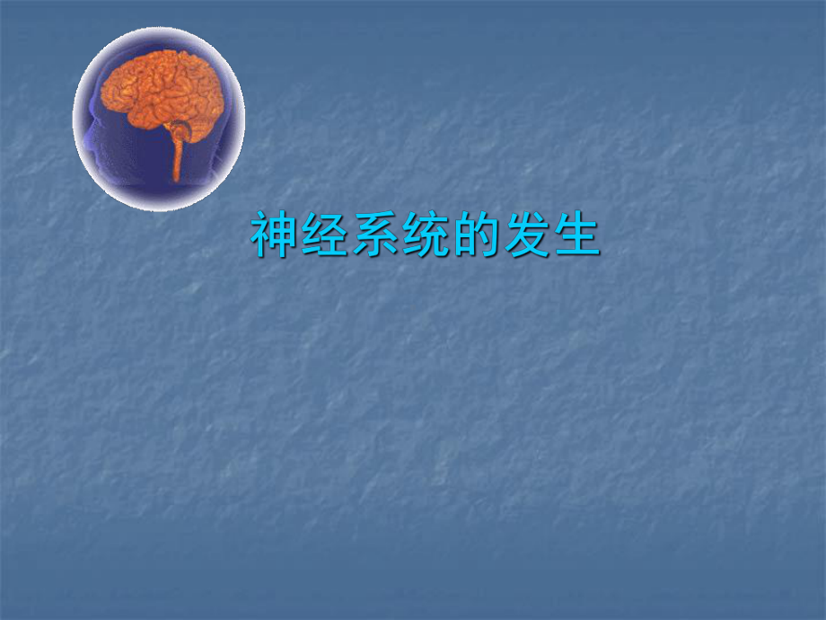 神经系统的发生医学课件.ppt_第1页