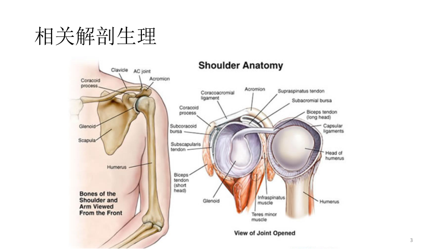 肩袖损伤患者课件.pptx_第3页