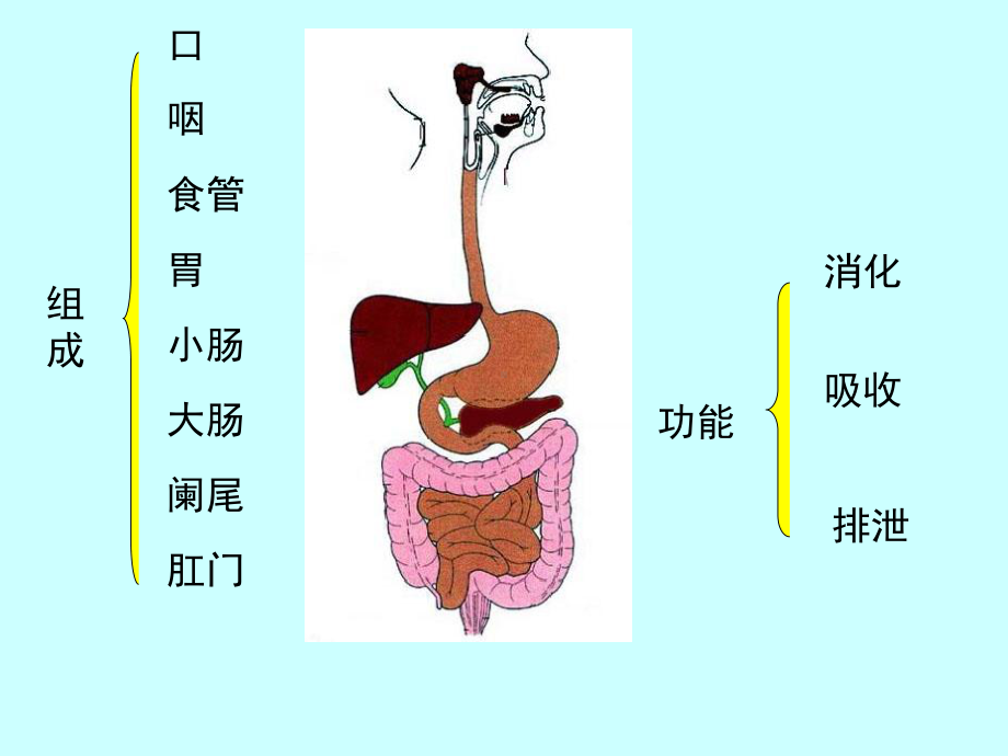 组织学和胚胎学消化系统-课件.ppt_第3页