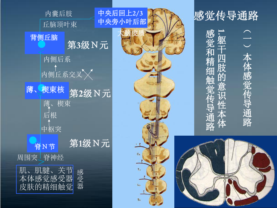 脑和脊髓的传导通路-课件.ppt_第2页