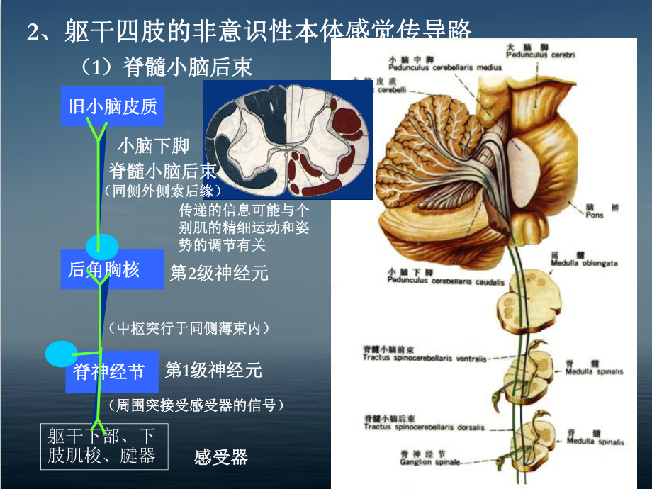 脑和脊髓的传导通路-课件.ppt_第3页