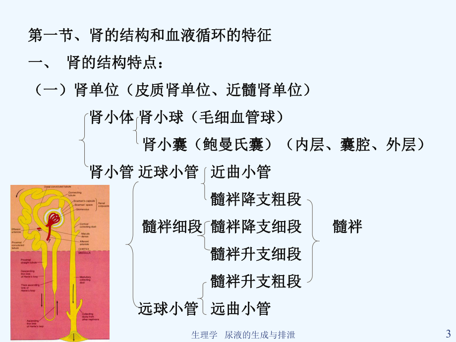 生理学尿液生成及排出课件.ppt_第3页