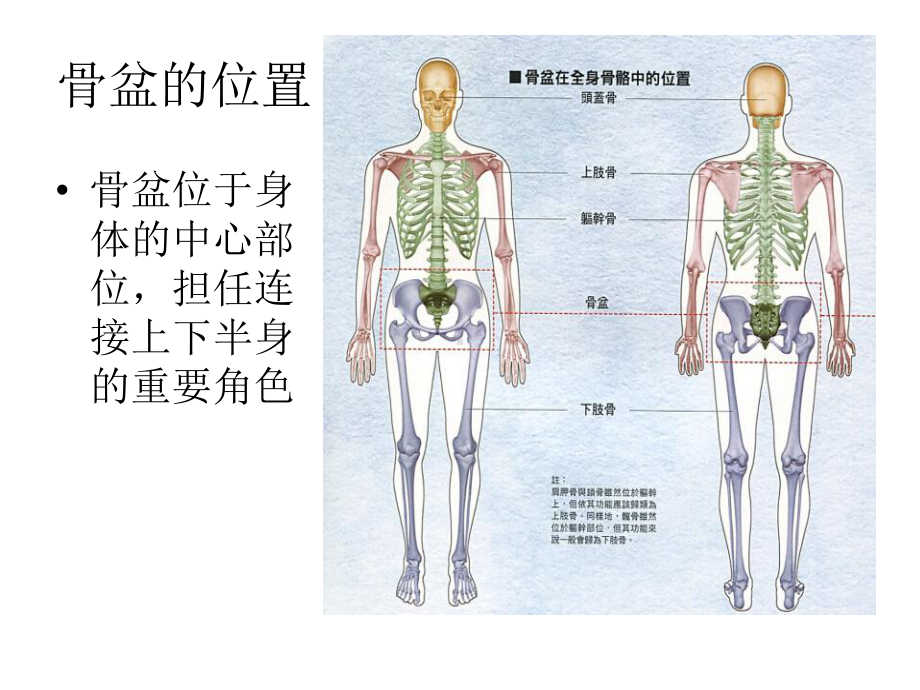 盆部功能解剖副本课件.pptx_第3页