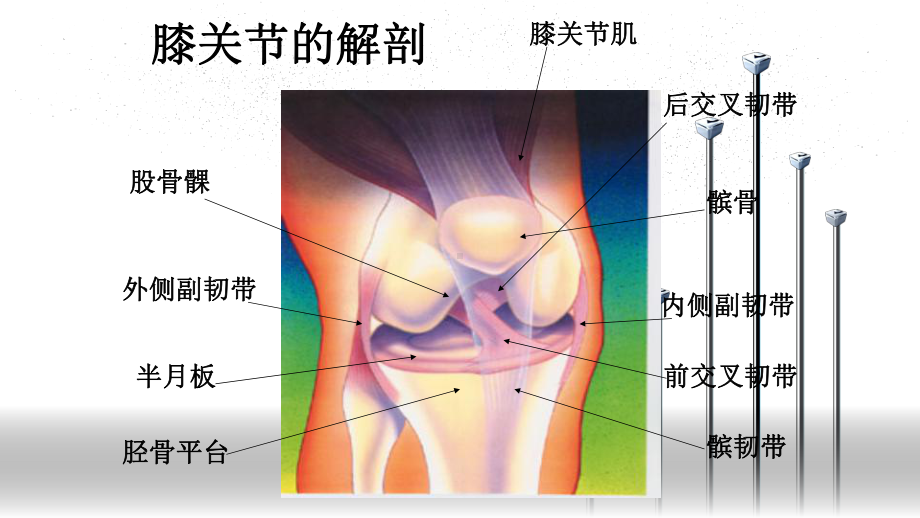 膝关节损伤与治疗课件.ppt_第2页