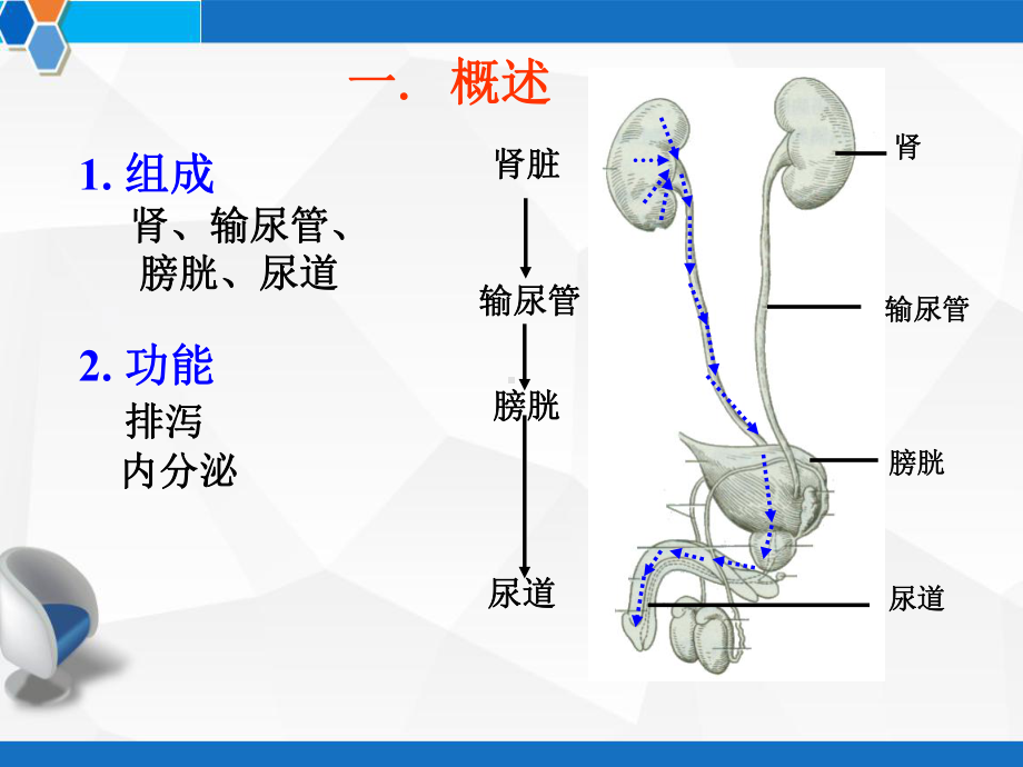 系统解剖学之泌尿系统-课件.ppt_第2页