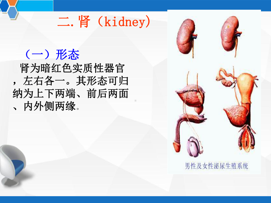 系统解剖学之泌尿系统-课件.ppt_第3页