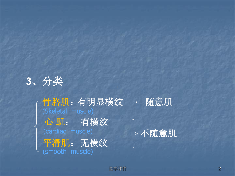 组织胚胎学第三次实习-课件.ppt_第2页