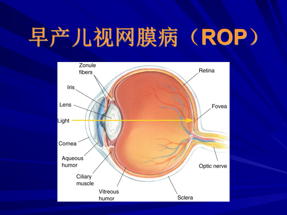 的病因及预防课件.ppt_第2页