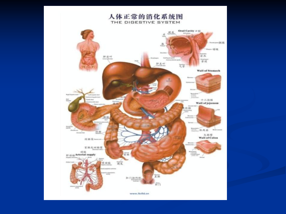 胃肠息肉课件(同名1599).ppt_第2页