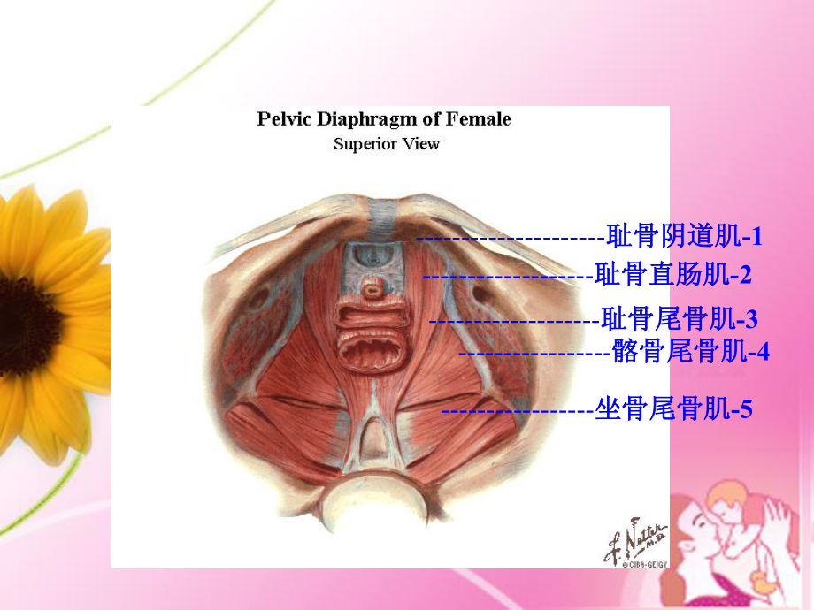 盆底功能康复教学课件.ppt_第3页