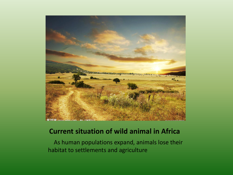 Wild animal protection in Africa .ppt_第2页