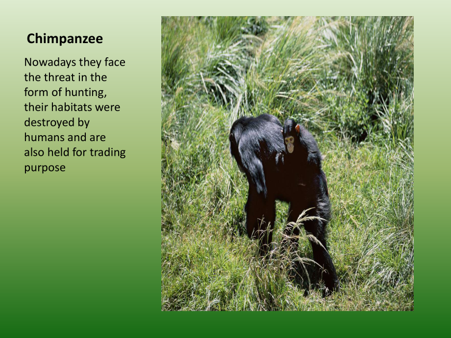 Wild animal protection in Africa .ppt_第3页