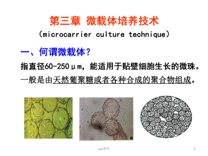 第三章-微载体培养技术-课件.ppt