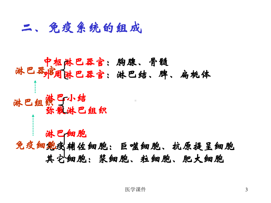 组织学与胚胎学-免疫系统-3-课件.ppt_第3页