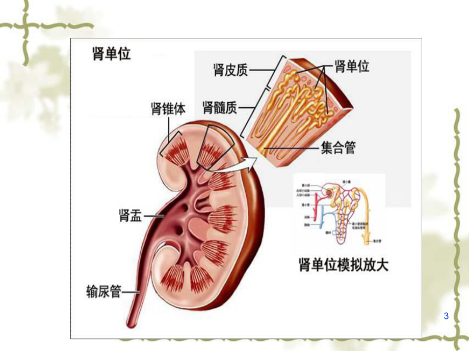 肾挫伤病人护理查房课件-参考.ppt_第3页