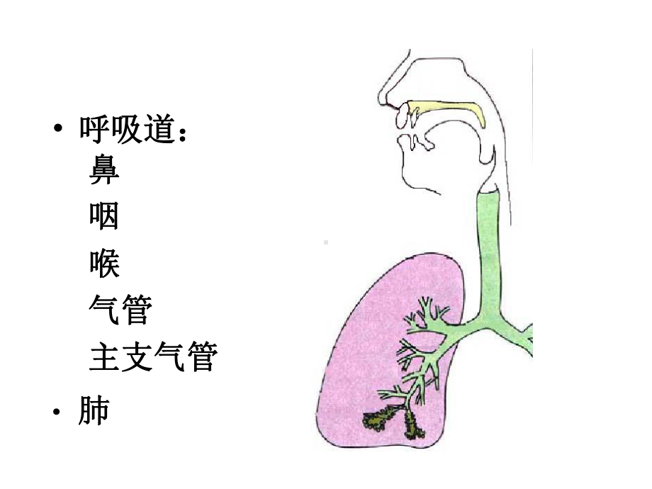 组织学与胚胎学--呼吸系统-课件.ppt_第2页