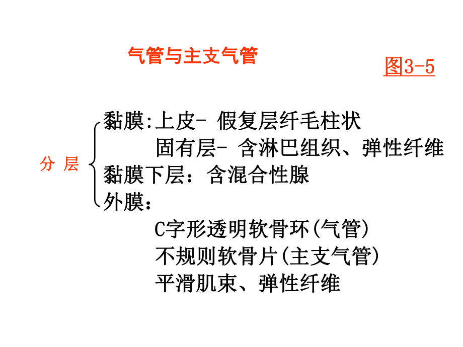 组织学与胚胎学--呼吸系统-课件.ppt_第3页