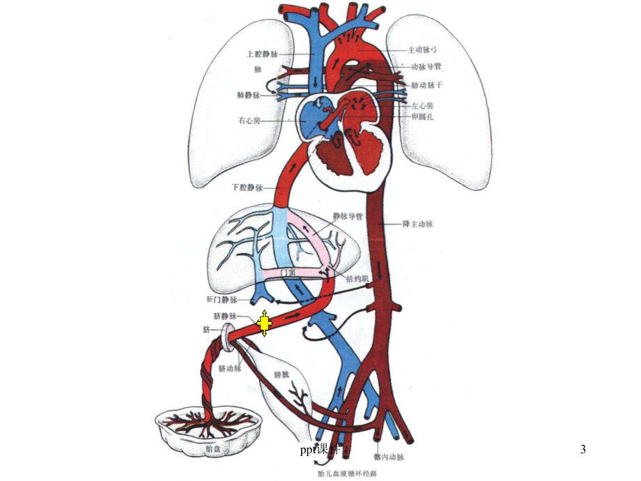 胎儿血液循环图-课件.ppt_第3页