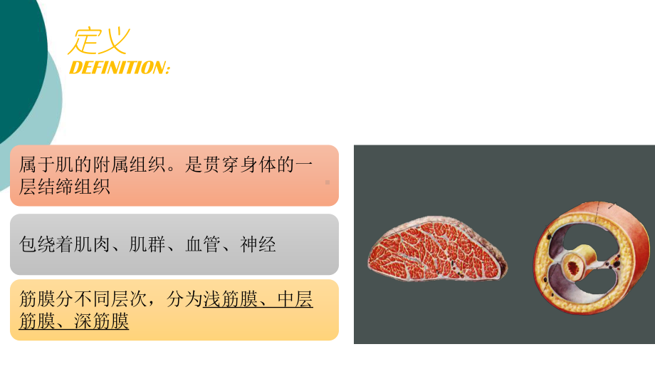 筋膜教学讲解课件.ppt_第2页