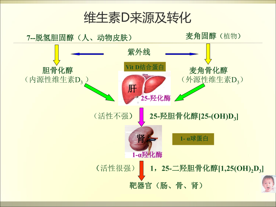 维生素D缺乏性佝偻病(小讲课)课件.ppt_第3页