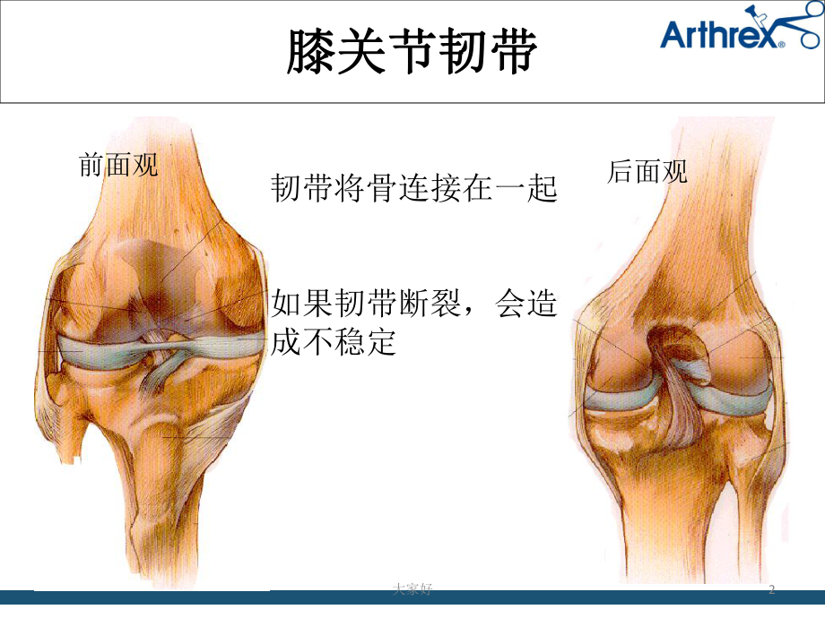 膝关节解剖-课件.ppt_第2页