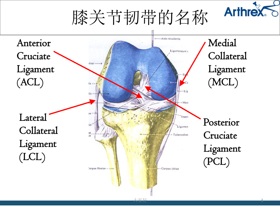 膝关节解剖-课件.ppt_第3页