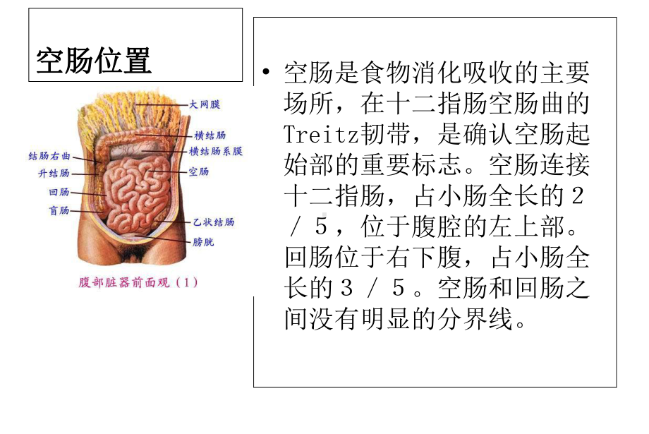 空肠营养管完整版本课件.ppt_第3页