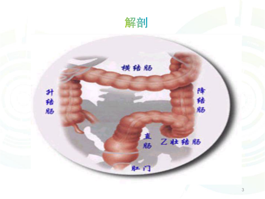 经腹会阴联合直肠癌根治术课件.ppt_第3页