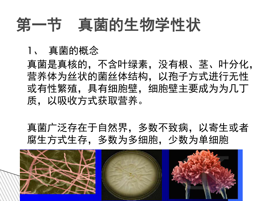 真菌分类1课件.ppt_第2页