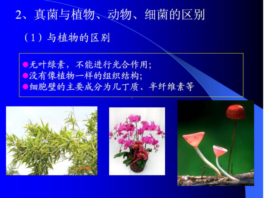 真菌分类1课件.ppt_第3页