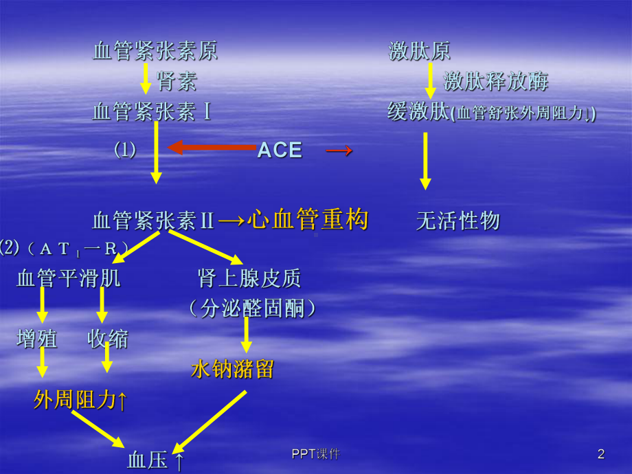 药理学-肾素-血管紧张素系统药物-课件.ppt_第2页