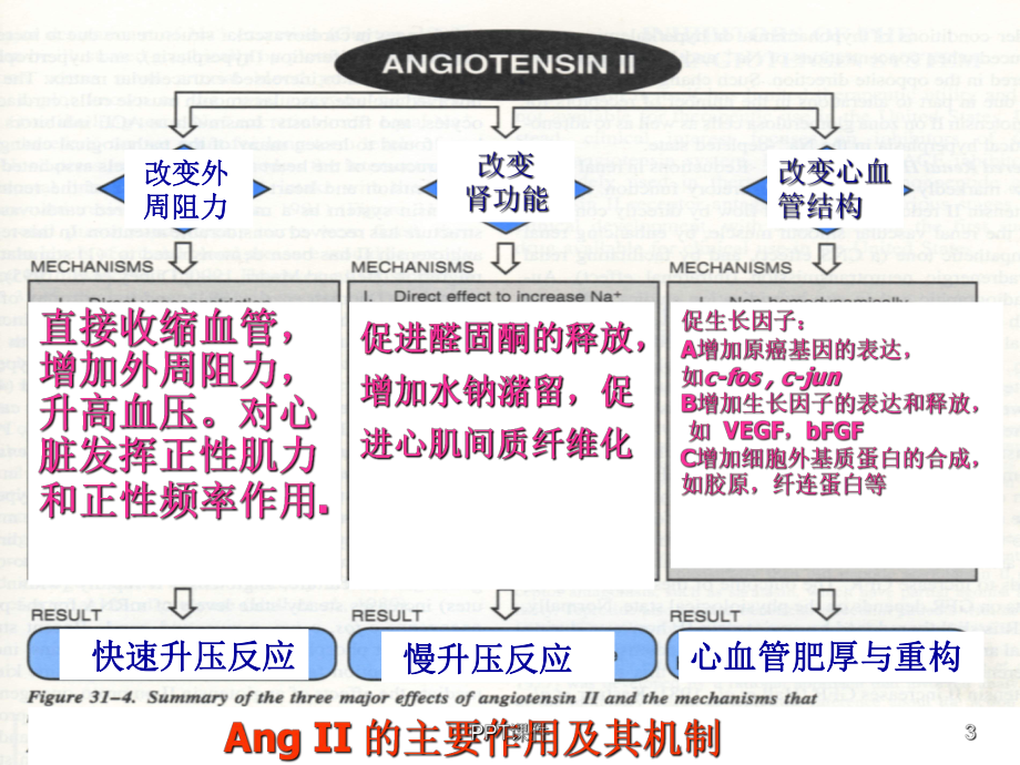 药理学-肾素-血管紧张素系统药物-课件.ppt_第3页