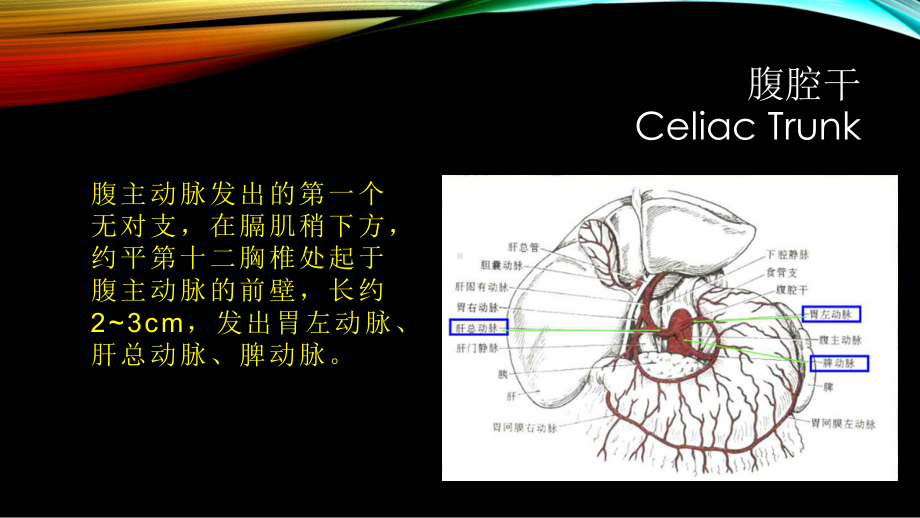 腹部血管疾病的超声诊断教学课件.ppt_第3页