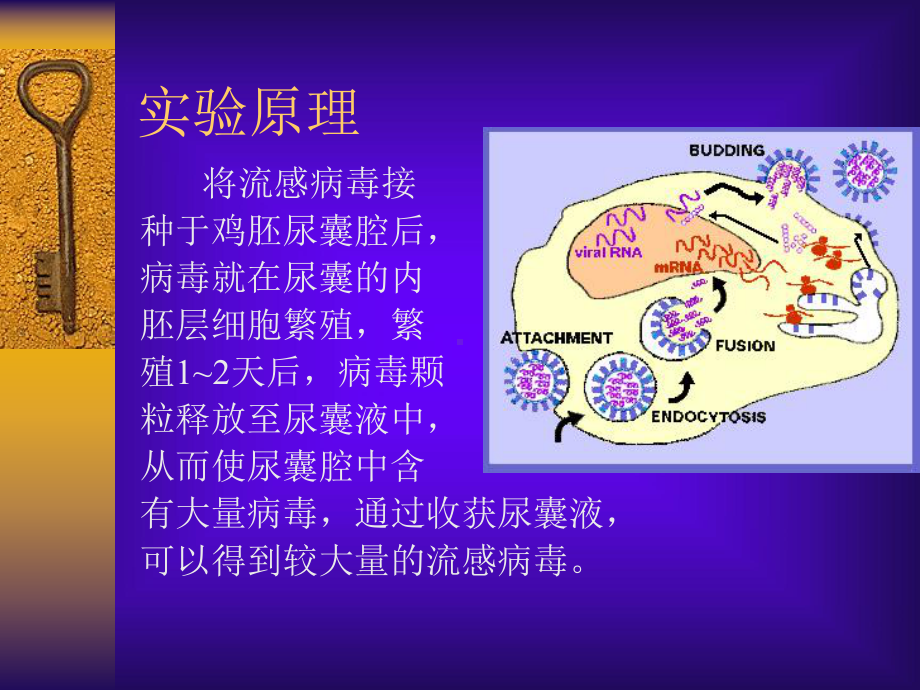 病毒学实验第三次课-流感病毒的收获及血凝效价测定课件.ppt_第3页