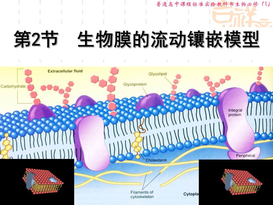 生物膜的流动镶嵌模型5-人教课标版课件.ppt_第1页