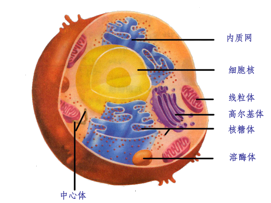 细胞核-系统的控制中心课件.ppt_第3页