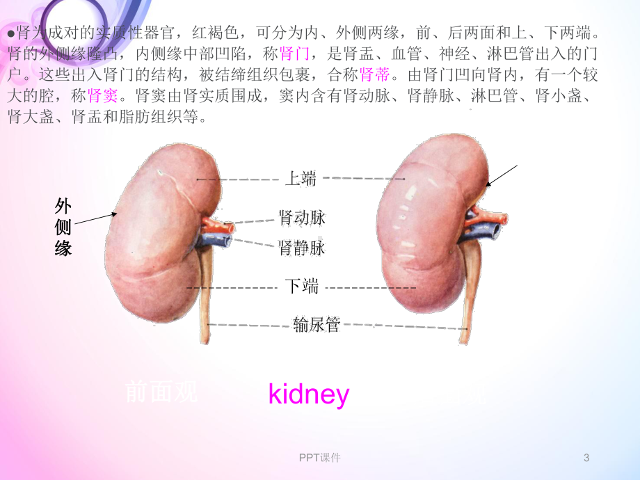 肾损伤病人的护理--课件-课件.ppt_第3页