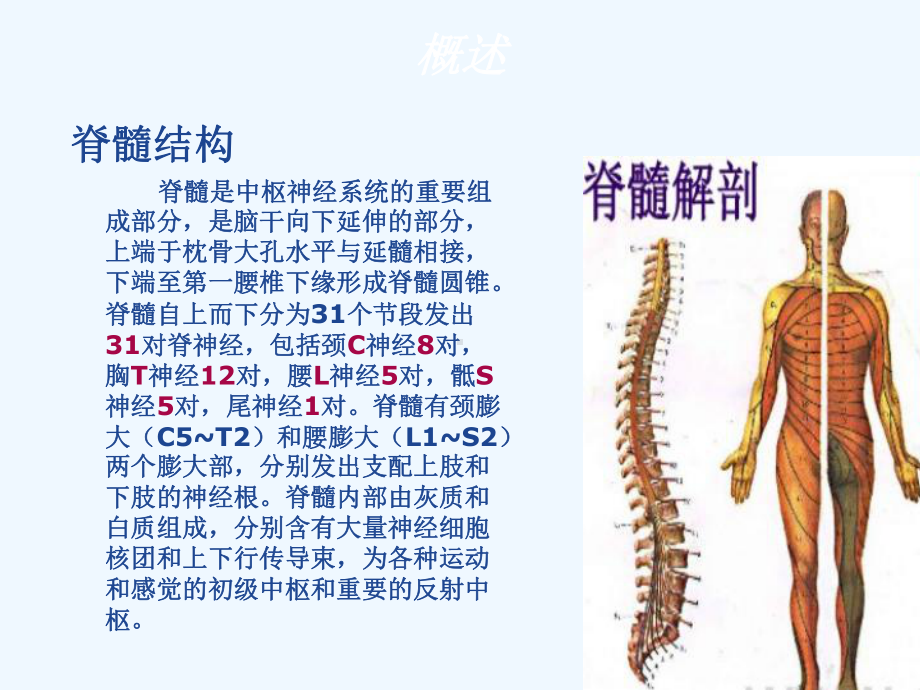 脊髓炎康复-课件.ppt_第3页