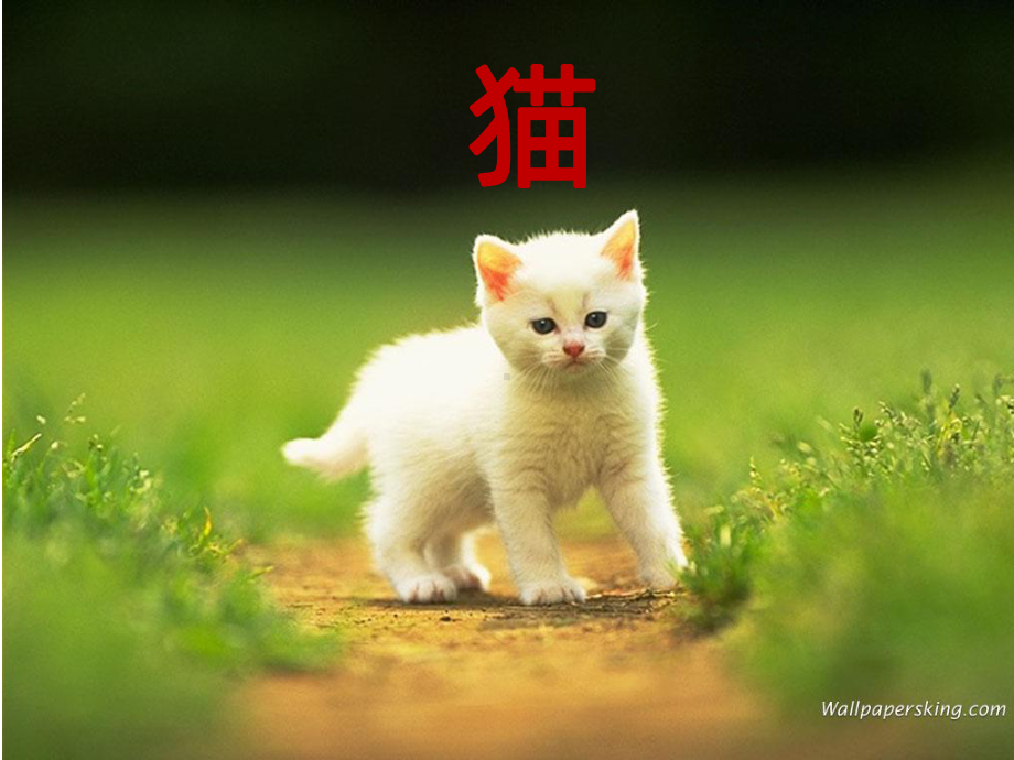 老舍《猫》教学讲解课件.ppt_第1页